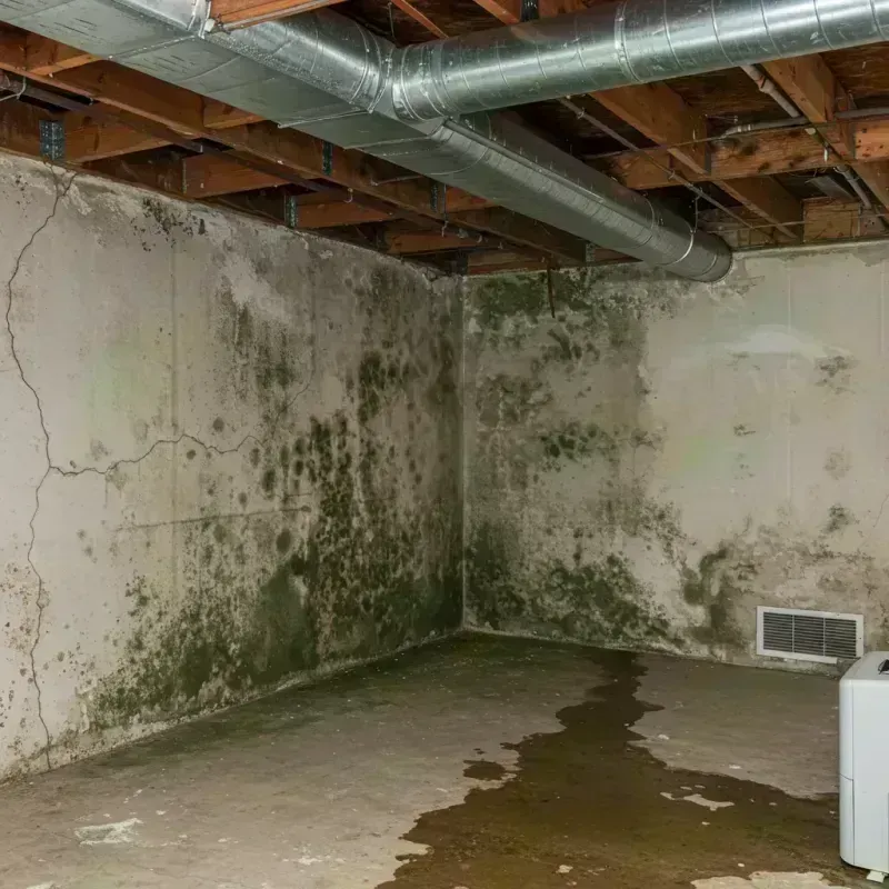 Professional Mold Removal in Covington, TN